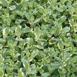 May include: A close-up of a patch of variegated mint with green leaves edged in white. The mint is growing in a garden setting.