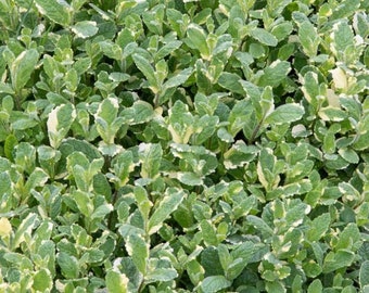 Pineapple Mint cuttings - live plant cuttings for rooting - AKA Variegata - Organic (Mentha suaveolens)