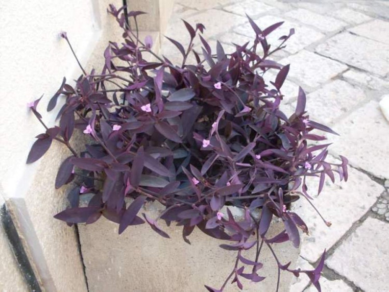 Purple heart houseplant Tradescantia pallida 2 cuttings Etsy