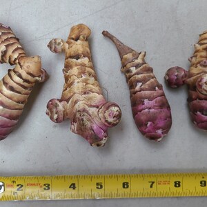 Beaver Valley Purple sunchoke seed tubers for planting AKA Jerusalem Artichoke, topinambur, sunroot Helianthus tuberosus image 2