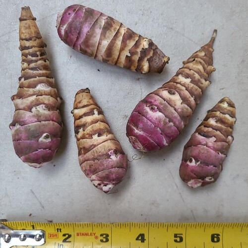 Beaver Valley Purple sunchoke seed tubers for planting - AKA Jerusalem Artichoke, topinambur, sunroot - (Helianthus tuberosus)