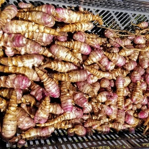 Beaver Valley Purple sunchoke seed tubers for planting AKA Jerusalem Artichoke, topinambur, sunroot Helianthus tuberosus image 4