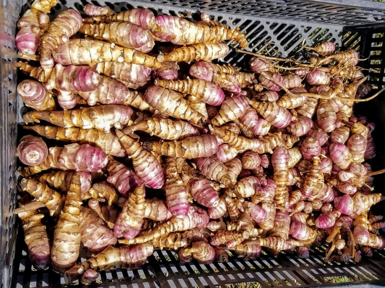 Beaver Valley Purple sunchoke seed tubers for planting AKA Jerusalem Artichoke, topinambur, sunroot Helianthus tuberosus image 4