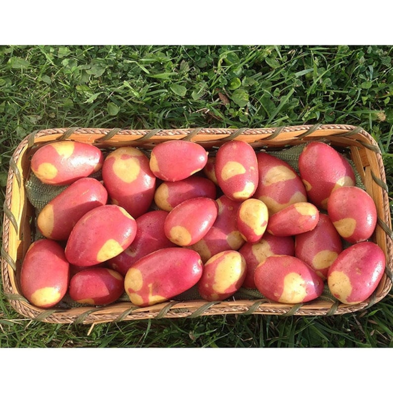 Pinto Gold seed potatoes 2023 crop Organic Solanum tuberosum SEE RESTRICTIONS image 1