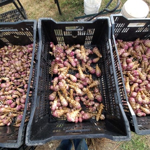 Beaver Valley Purple sunchoke seed tubers for planting AKA Jerusalem Artichoke, topinambur, sunroot Helianthus tuberosus image 5