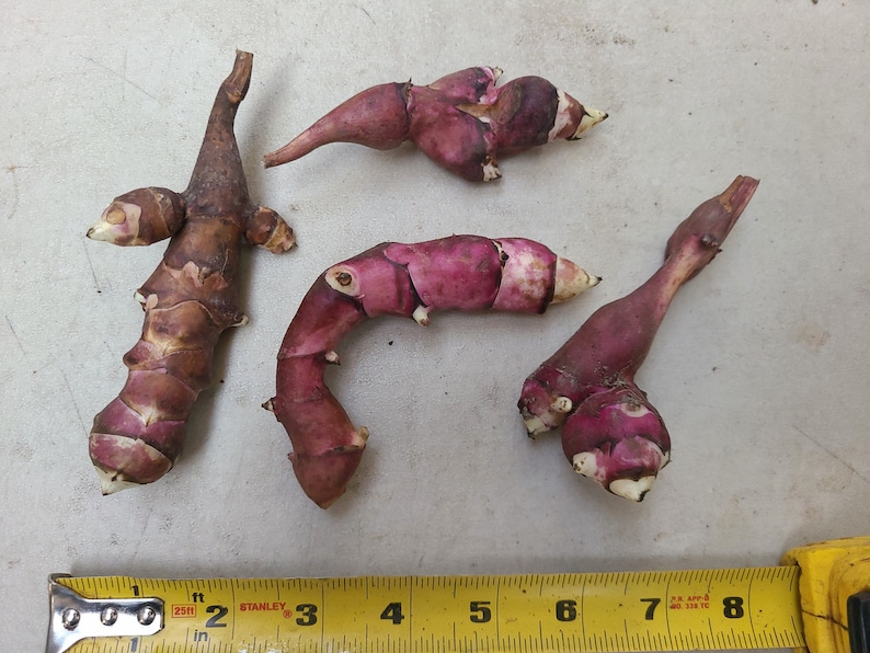 Pink Crispy sunchoke seed tubers for planting AKA Jerusalem Artichoke, topinambur, sunroot Helianthus tuberosus Organic image 1