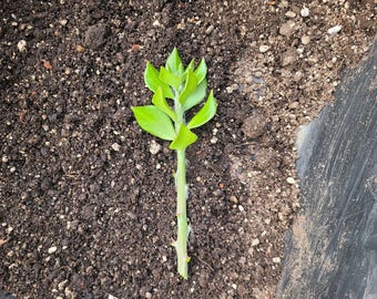 Pereskiopsis Live Cuttings – Organic Graft Stock