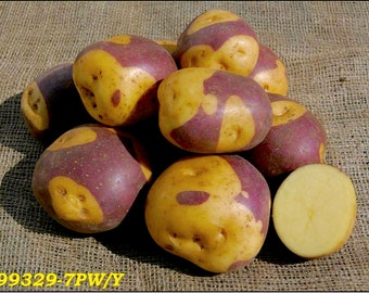 Masquerade seed potatoes - 2023 crop - Organic (Solanum tuberosum) - SEE RESTRICTIONS
