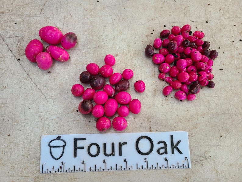 Ulluco Seed Tubers / Root for Planting - Illaco, Melloco, Chungua, Ruba ...