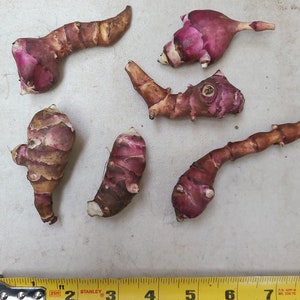 Pink Crispy sunchoke seed tubers for planting AKA Jerusalem Artichoke, topinambur, sunroot Helianthus tuberosus Organic image 2