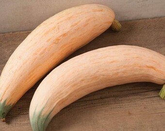 North Georgia Candy Roaster 10 seeds - Heirloom Non-GMO - Organic (Cucurbita maxima)