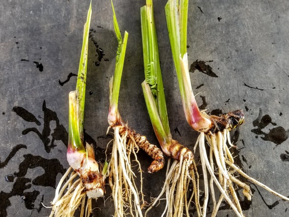 Sweet Flag Plant / Root - Live Bare Root - Organic (Acorus americanus)