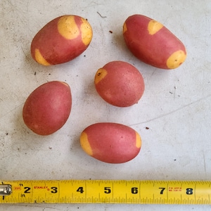 Pinto Gold seed potatoes 2023 crop Organic Solanum tuberosum SEE RESTRICTIONS image 2