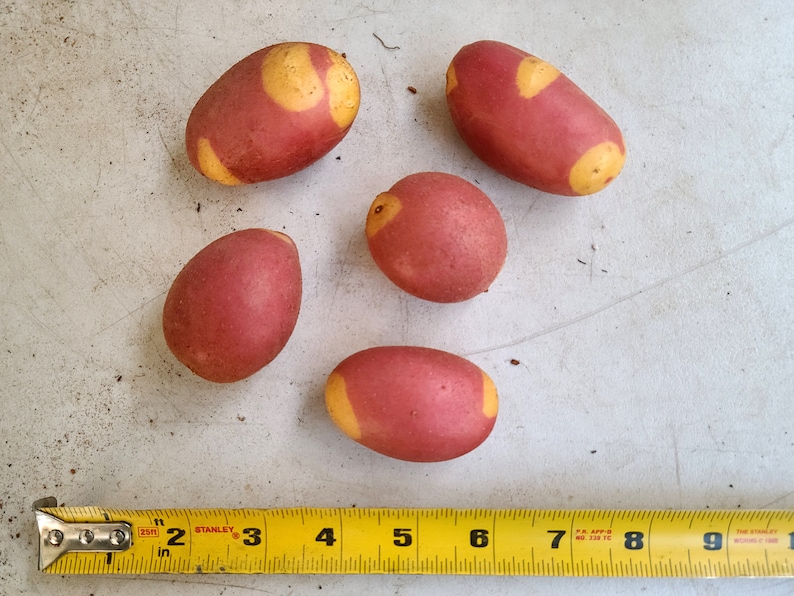 Pinto Gold seed potatoes 2023 crop Organic Solanum tuberosum SEE RESTRICTIONS image 2