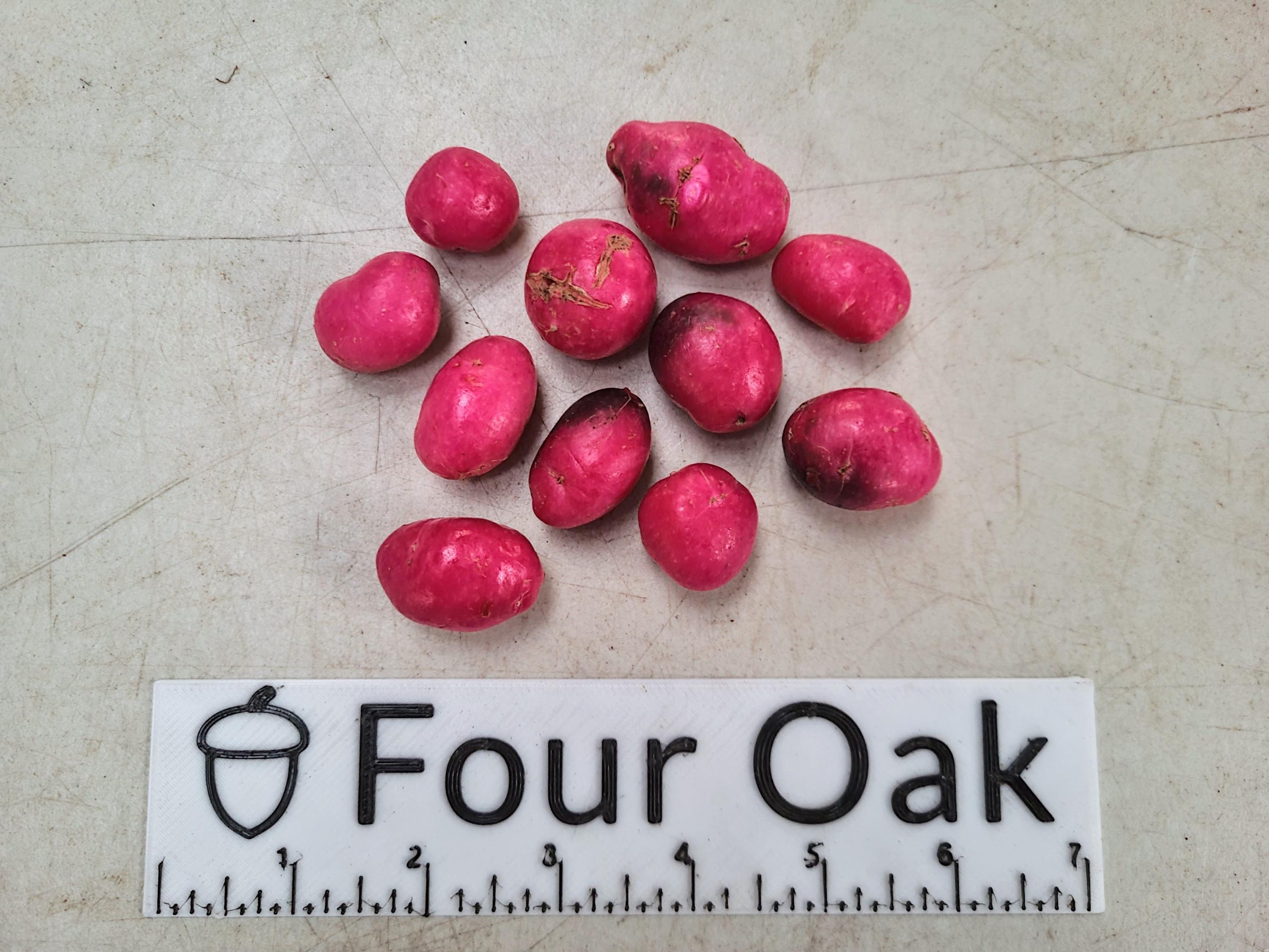 Ulluco Seed Tubers / Root for Planting - Illaco, Melloco, Chungua, Ruba ...