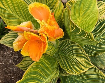 Bengal Tiger Canna Lily plant rhizome - AKA Pretoria - Organic (Canna x generalis)