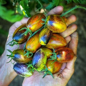 May include: A handful of colorful, striped, heirloom tomatoes. The tomatoes are a mix of green, yellow, orange, and purple.