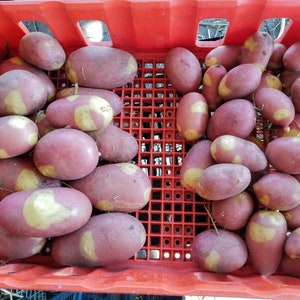 Pinto Gold seed potatoes 2023 crop Organic Solanum tuberosum SEE RESTRICTIONS 1 large seed potato