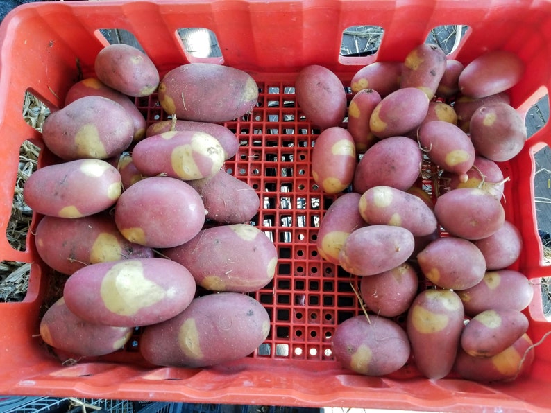 Pinto Gold seed potatoes 2023 crop Organic Solanum tuberosum SEE RESTRICTIONS 1 large seed potato