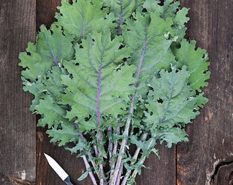 Red Russian Kale 200 seeds - Heirloom, Organic  (Brassica napus)
