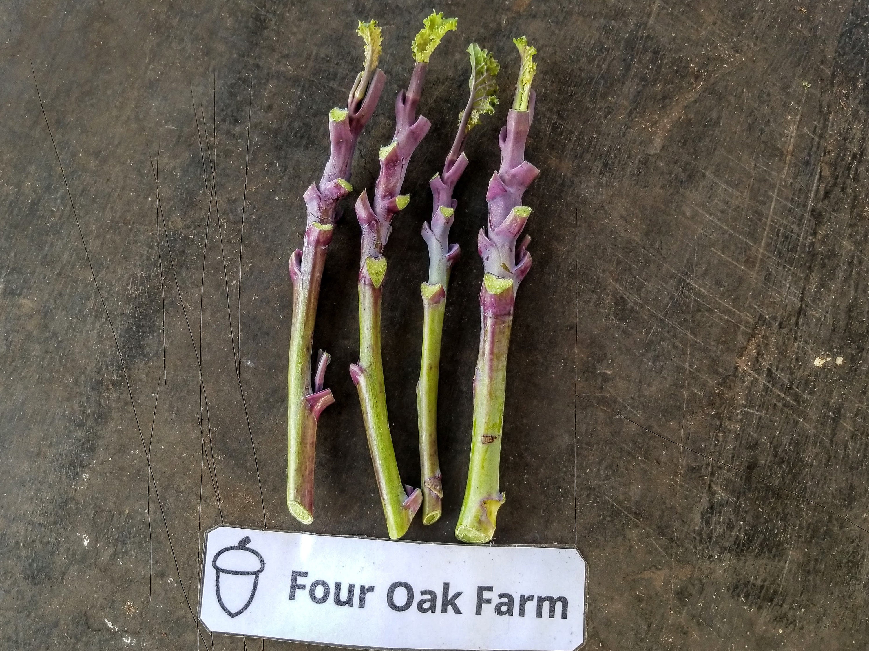 Perennial Purple Tree Collard - Live Cuttings - Organic - AKA Tree Kale (Brassica oleracea)