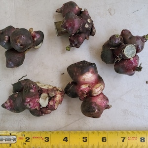 Yacon Live Plant Root/Propagule Red or White Ground Apple, Bolivian Sunroot, 雪蓮果, ヤーコン, khoai sâm Organic Smallanthus sonchifolius 1 larger propagule