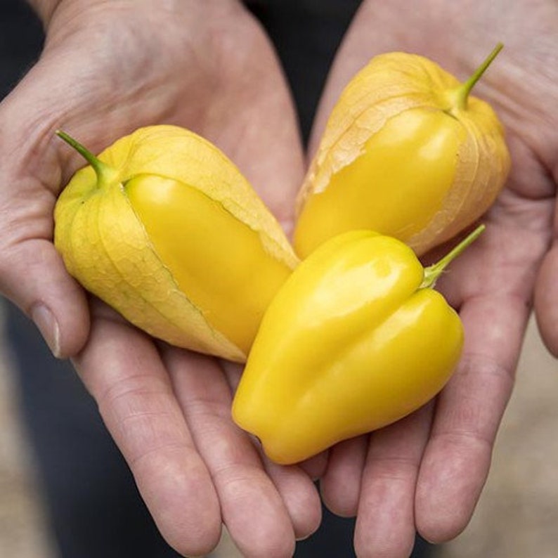 Acorazonado de Malinalco heirloom tomatillo 50 seeds AKA Queen of Malinalco, Chupon Organically grown and non-GMO Physalis ixocarpa image 1