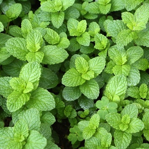Spearmint Mint cuttings - live plant cuttings for rooting - Organic (Mentha spicata)