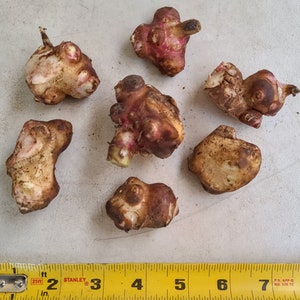 Yacon Live Plant Root/Propagule Red or White Ground Apple, Bolivian Sunroot, 雪蓮果, ヤーコン, khoai sâm Organic Smallanthus sonchifolius image 5