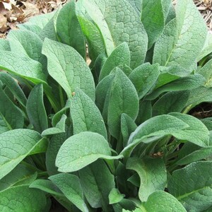 Russian Comfrey 12 or 6 Live Root Cuttings Bocking 14 Organic Symphytum officinale x uplandicum image 2
