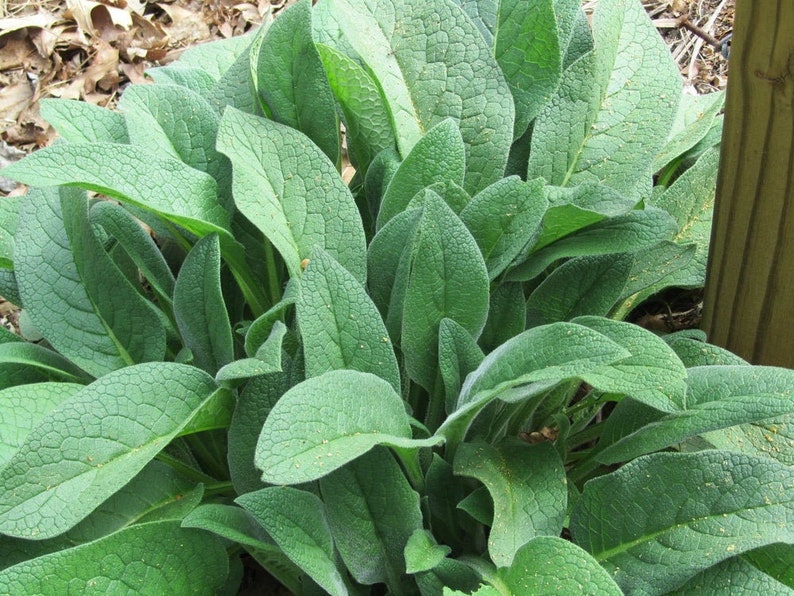 Russian Comfrey 12 or 6 Live Root Cuttings Bocking 14 Organic Symphytum officinale x uplandicum image 2