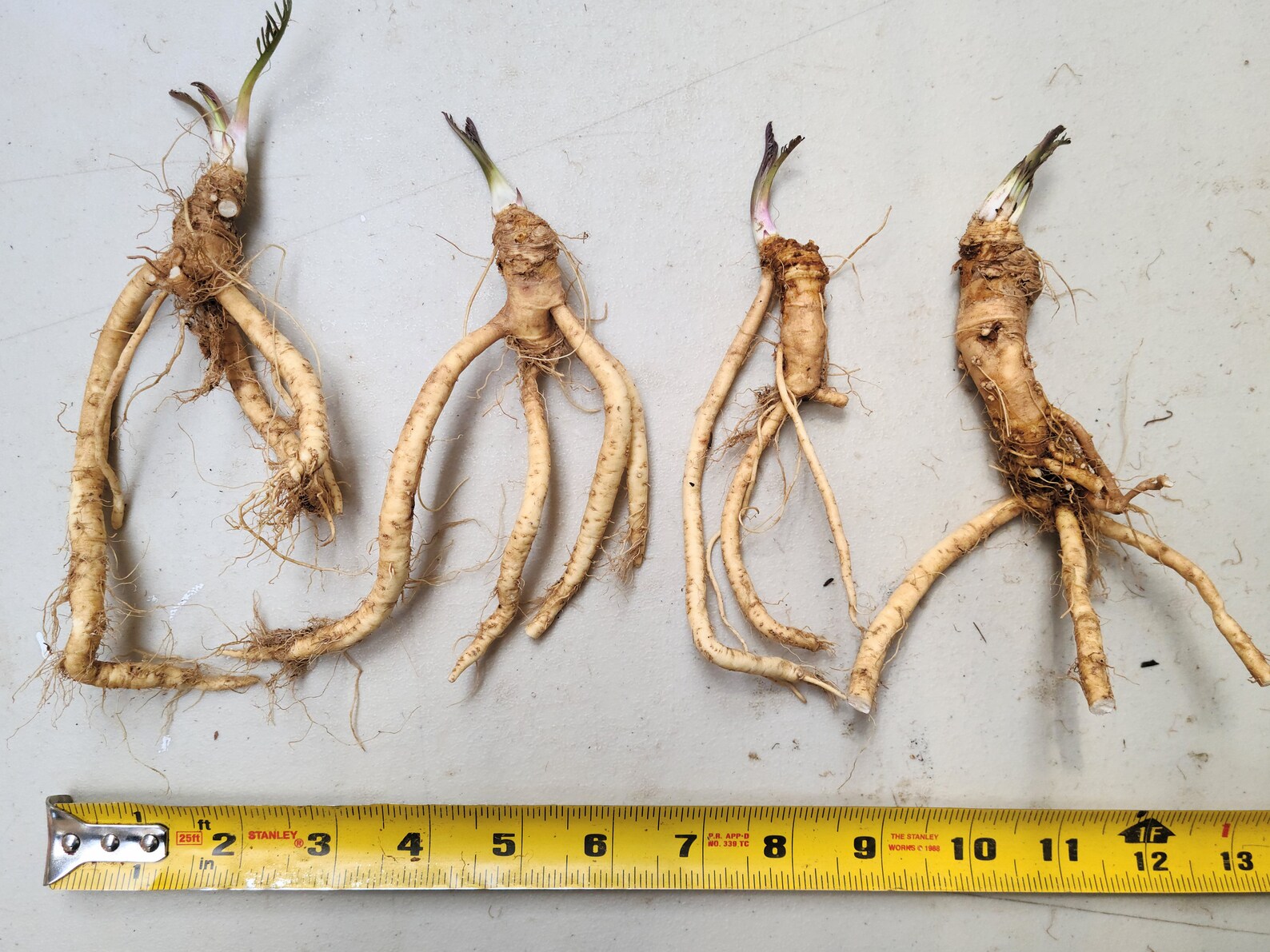 Horseradish Crowns / Live Roots / Grow Your Own Plant Etsy