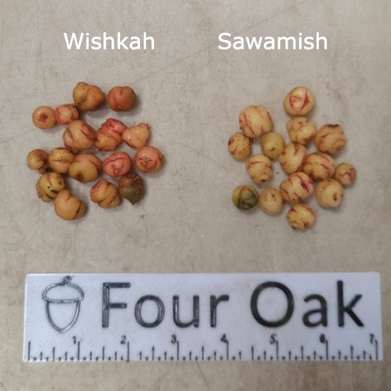 Oca Tuber Plants - Edible Oxalis Tuberosa Starter Plants For Garden Growing