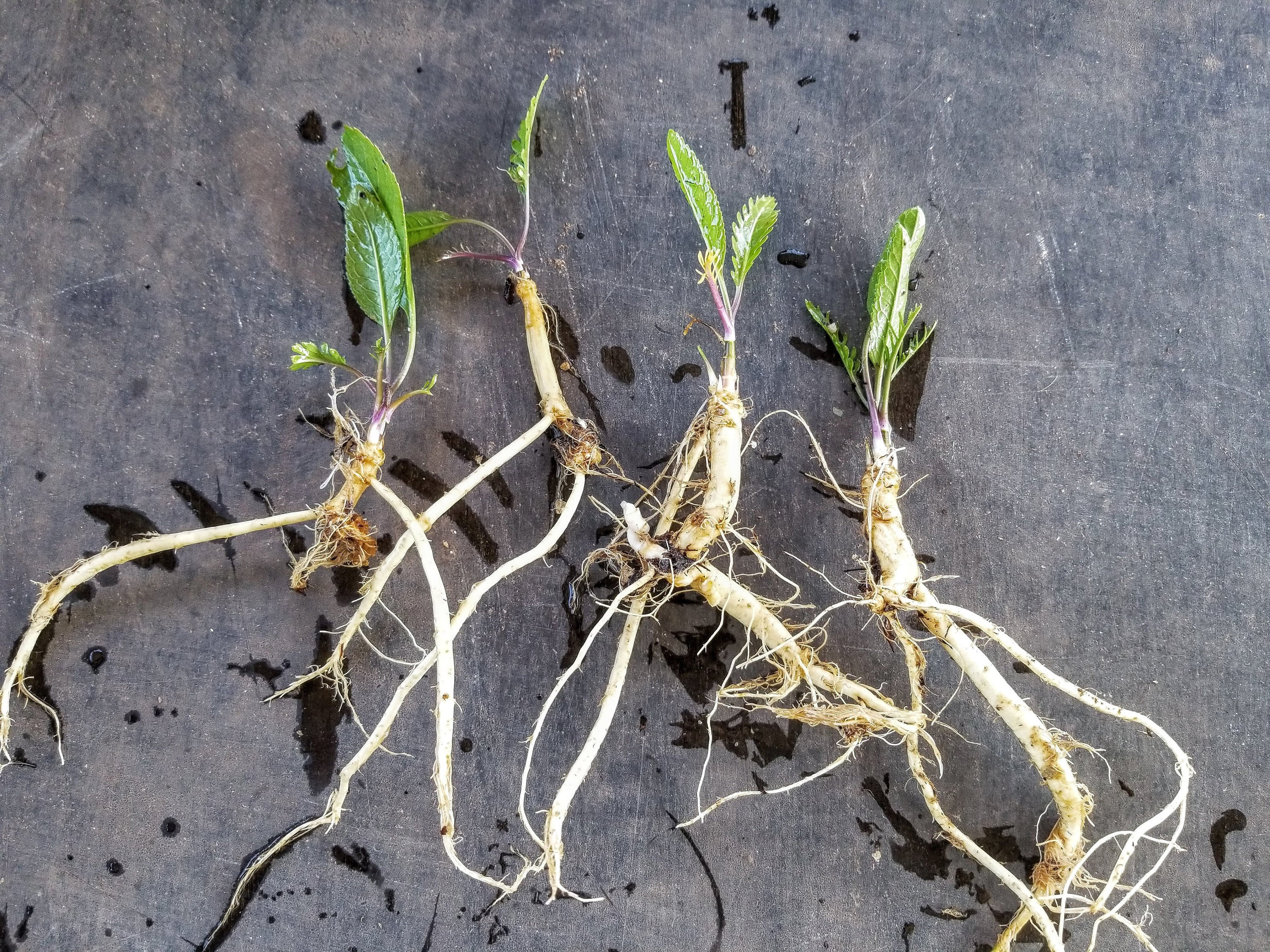 Horseradish Crowns / Live Roots / Grow your own plant - guaranteed! (…