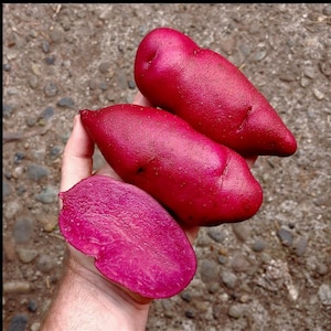 May include: Three vibrant red potatoes, one cut open to reveal a deep purple interior, are held in a hand. The potatoes have a smooth, slightly textured skin. The cut potato shows the texture of the flesh.