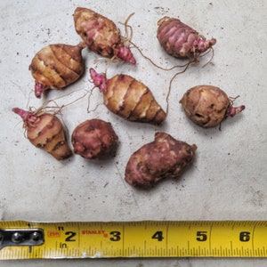 Beaver Valley Purple sunchoke seed tubers for planting AKA Jerusalem Artichoke, topinambur, sunroot Helianthus tuberosus image 3