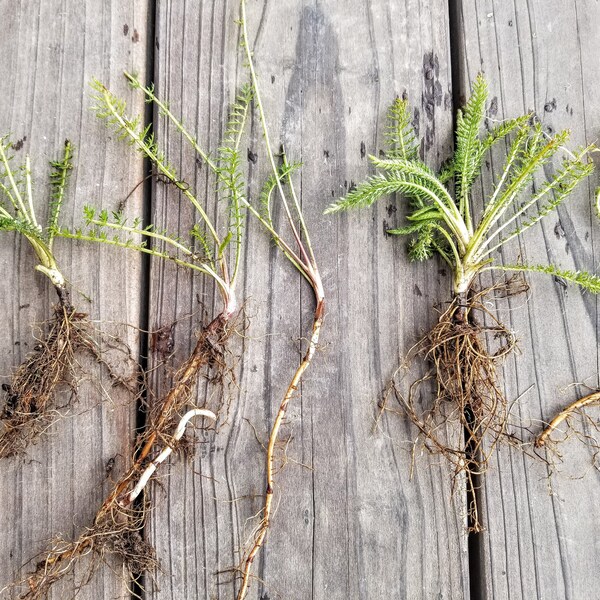 Small Plants - Etsy