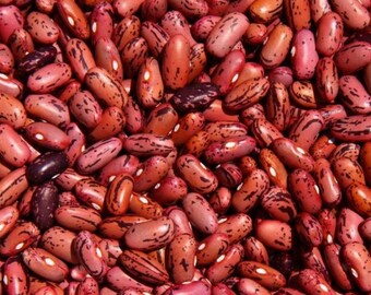 Rosso di Lucca bean - 30 seeds - Heirloom Non-GMO - Organic (Phaseolus vulgaris)