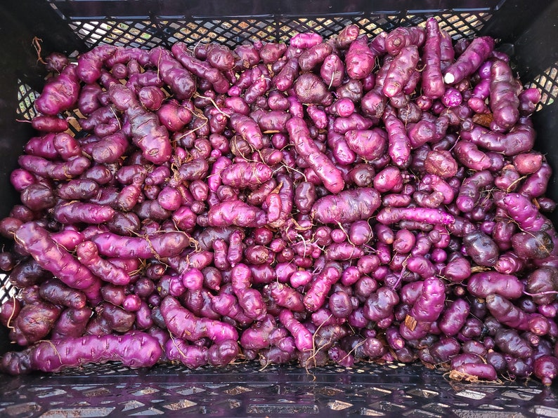 Ayock seed potatoes 2023 crop Organic Solanum tuberosum SEE RESTRICTIONS image 3