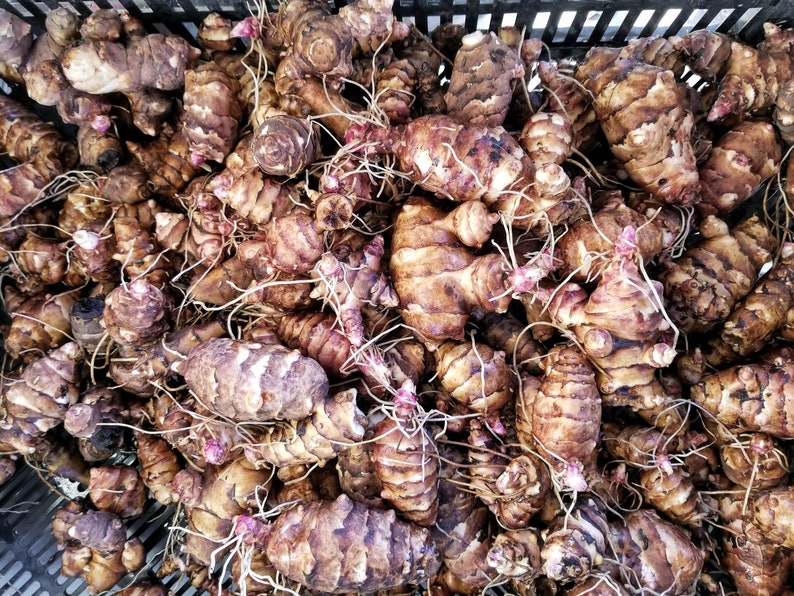 Beaver Valley Purple sunchoke seed tubers for planting AKA Jerusalem Artichoke, topinambur, sunroot Helianthus tuberosus image 6