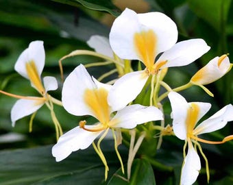 White Butterfly Ginger plant rhizome - AKA Hawaiian, Khumpui, Ginger lily, Garland flower - Organic (Hedychium coronarium)
