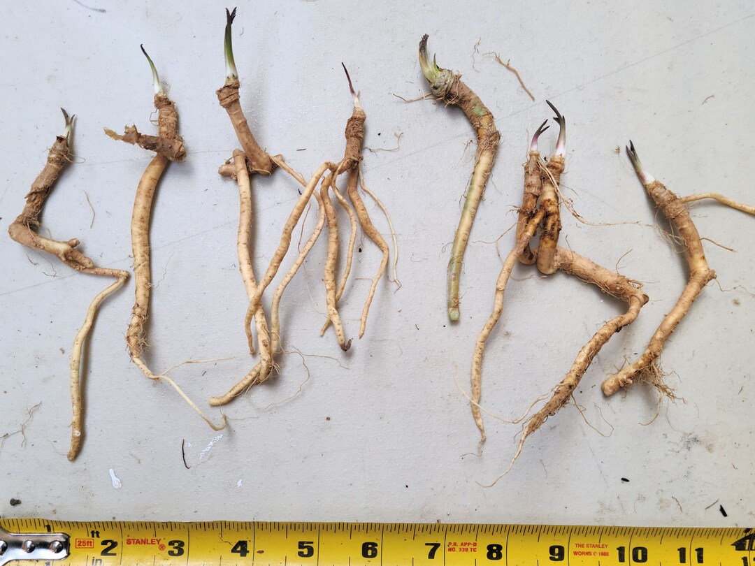 Horseradish Crowns / Live Roots / Grow Your Own Plant Guaranteed