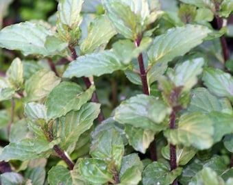 Chocolate Mint cuttings - live plant cuttings for rooting - Organic (Mentha x piperita)