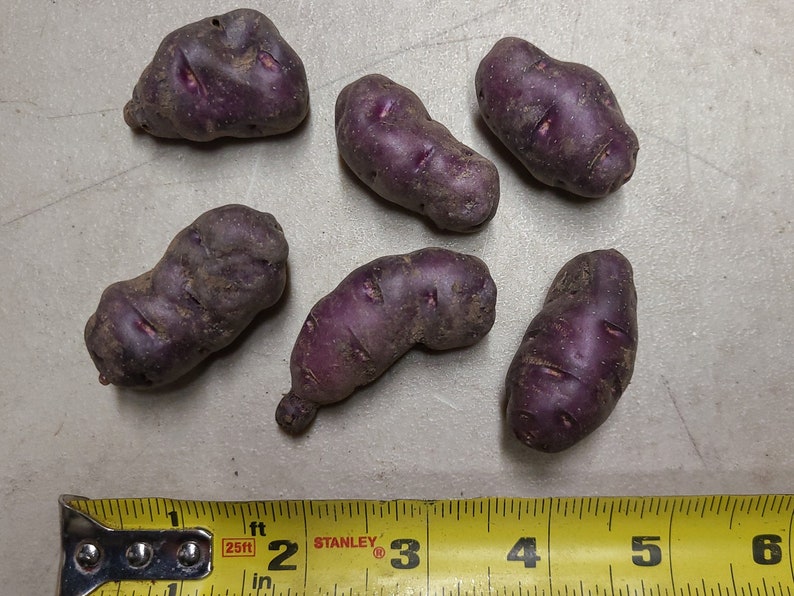 Ayock seed potatoes 2023 crop Organic Solanum tuberosum SEE RESTRICTIONS image 2