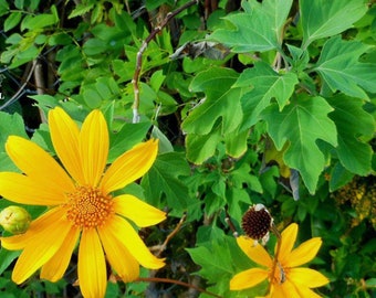 Perennial Mexican Sunflower Live Cuttings - Organic - AKA tree marigold (Tithonia diversifolia)