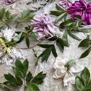 May include: A collection of fresh peony flowers in shades of white, light purple, and deep magenta, interspersed with green leaves and thin branches, arranged on a light-colored fabric surface with the text Botanical arrangement before eco printing.