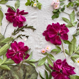 May include: A botanical arrangement before eco printing featuring vibrant magenta flowers, small pale pink blossoms, and various green leaves scattered across a light gray fabric. The text Botanical Arrangement Before Eco printing is visible.