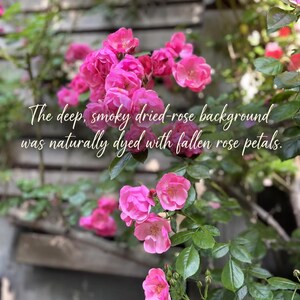 May include: A cluster of vibrant pink roses with green leaves and stems. The image features the text: The deep, smoky dried-rose background was naturally dyed with fallen rose petals. The flowers are in various stages of bloom with visible petals.