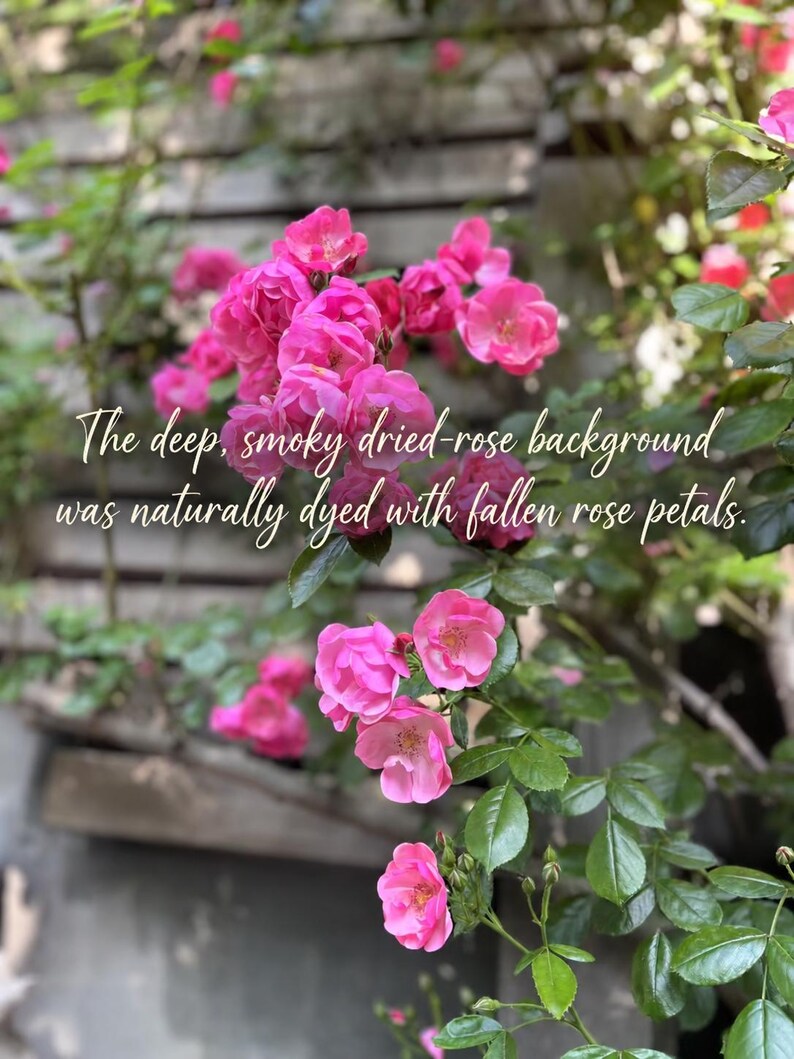 May include: A cluster of vibrant pink roses with green leaves and stems. The image features the text: The deep, smoky dried-rose background was naturally dyed with fallen rose petals. The flowers are in various stages of bloom with visible petals.