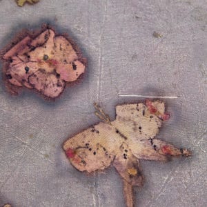 May include: Close-up of a textured, light gray surface with several pressed flowers. The flowers are in shades of pink, beige, and brown, with dark spots and veins visible. The image has a soft, artistic quality.